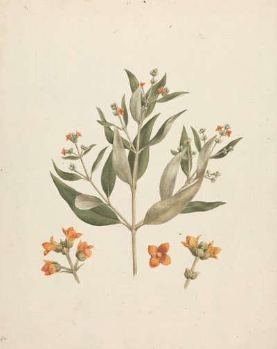 Avicennia marina (Forssk.) Vierh. (Hvid Mangrove): færdig tegning af blomstrende skud med detaljer af blomster af Luigi Balugani