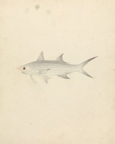 Binney: nummer et (en fisk) af Luigi Balugani