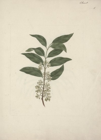 Historien Edulis Forsk. (Khat): Færdig med at tegne af Luigi Balugani