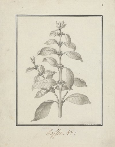 Coffea arabica L. (Arabica Coffee): færdig tegning af bladskud og bær af Luigi Balugani