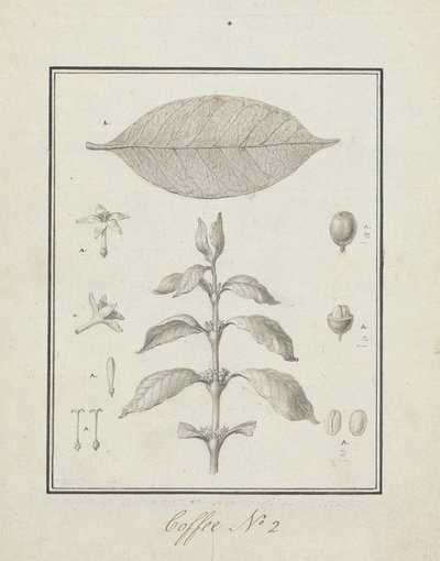 Coffea arabica L. (Arabica Coffee): færdig tegning af bladrige skud, med detaljer om blomster, blade og frugter af Luigi Balugani
