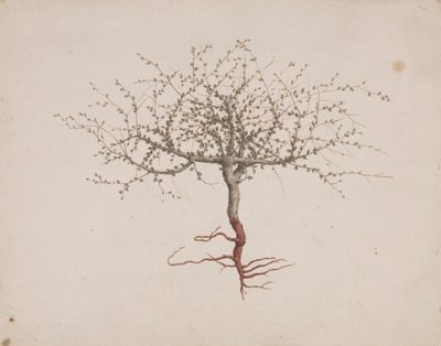 Commiphora gileadensis (L.) C. Chr. (Balm of Gilead, Opobalsam): færdig med at tegne, hvis træets vane (med rødder) af Luigi Balugani