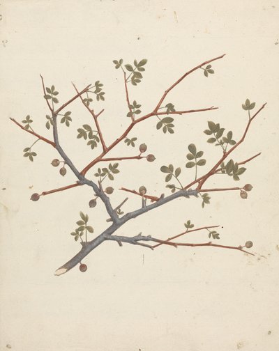 Commiphora gileadensis (L.) C. Chr. (Gileadbalsam, Opobalsam): færdig tegning af frugtgren af Luigi Balugani