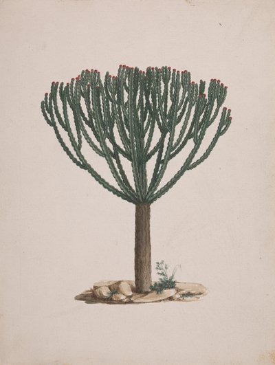 Euphorbia abyssinica J.F. Gmel. (Ethiopian Tree-Spurge): færdig tegning af træets vane af Luigi Balugani