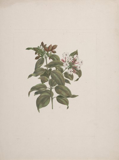 Jasminum dichotomum Vahl (afrikansk jasminum): færdig tegning af Luigi Balugani