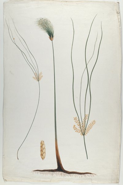 Papyrus (Plante og Roddetalje), efter James Abyssinian Bruce (1730-94) (wc over grafit på papir) af Luigi Balugani