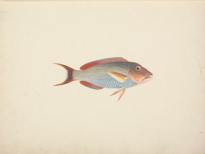 Uidentificeret fisk af Luigi Balugani