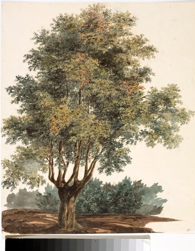 Træ (Akvarel, ca. 1825) af Luigi Garibbo