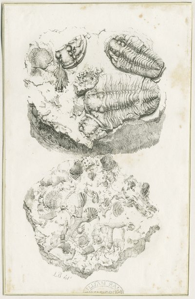 Dudley - Fossiler: litografi, nd [c 1825] (tryk) af Luke Booker