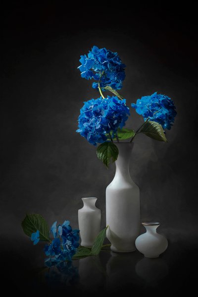 Elegante blå hortensiaer af Lydia Jacobs