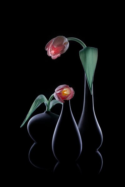 Elegante lysende tulipaner af Lydia Jacobs