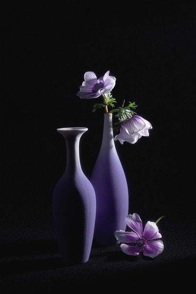 Elegante lilla anemoner af Lydia Jacobs
