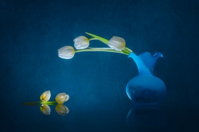Elegante hvide tulipaner af Lydia Jacobs