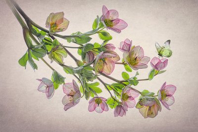 Æterisk julerose-sommerfugl af Lydia Jacobs