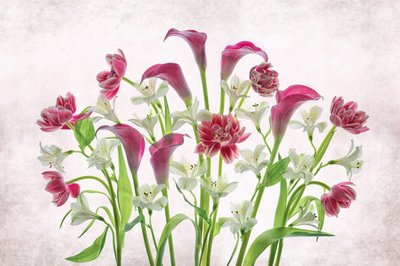 Friske lyserøde og hvide blomster af Lydia Jacobs