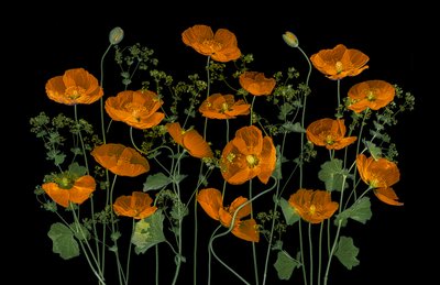 Livlige orange valmuer af Lydia Jacobs
