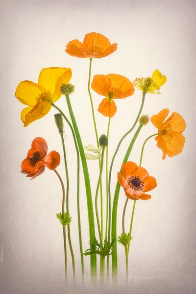 Buket med livlige valmuer af Lydia Jacobs