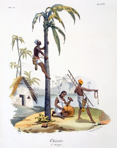 En mand fra Nadar-kasten klatrer i en palme, 1827-35 af M.E. Burnouf