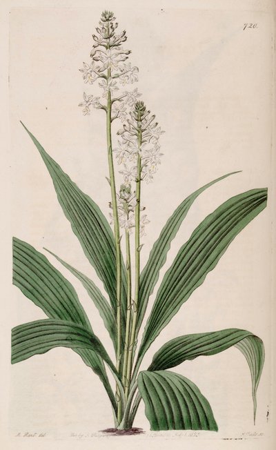 Illustration af Calanthe triplicata (som syn. Calanthe veratrifolia) (plante) af M. Hart