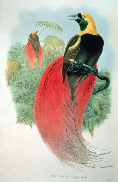 Paradisaea Raggiana af M. Hart