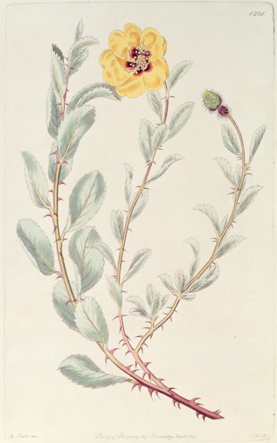 Rose: Persisk fra det botaniske register, udgivet 1829 af M. Hart