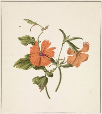Gul kinesisk rose (Rosa Chinensis Lutea) af M. de Gijselaar