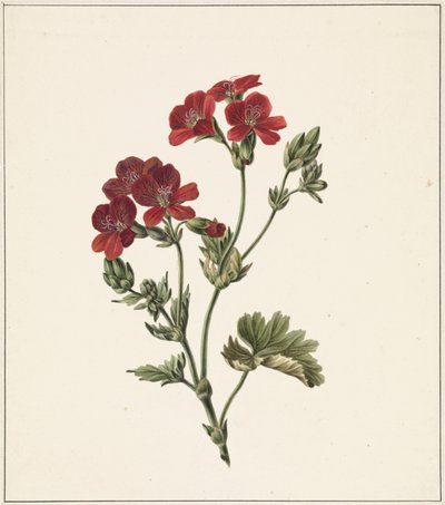 rød blomst af M. de Gijselaar