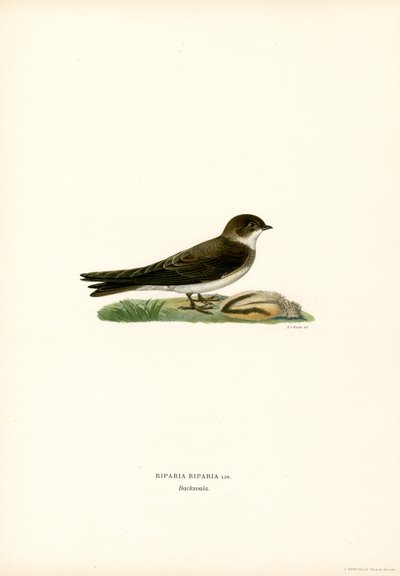 Sand Martin (farve litho) af Magnus Ferdinand and Wilhelm von Wright