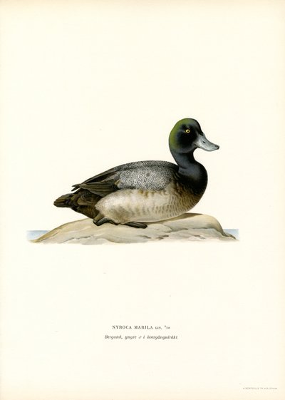 American Scaup Duck (farve litho) af Magnus Ferdinand and Wilhelm von Wright