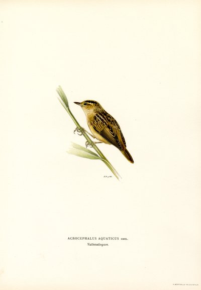 Vandsanger (farve litho) af Magnus Ferdinand and Wilhelm von Wright