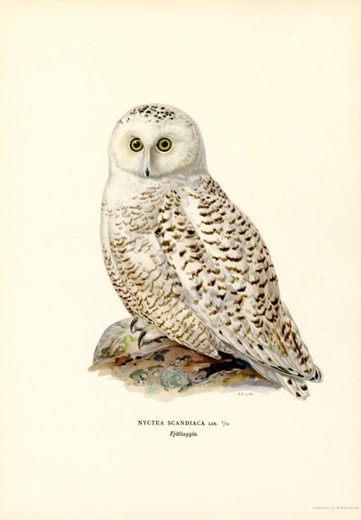 Arktisk ugle (farve litho) af Magnus Ferdinand and Wilhelm von Wright