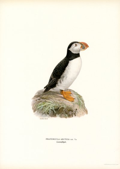 Atlanterhavslunde (farve litho) af Magnus Ferdinand and Wilhelm von Wright