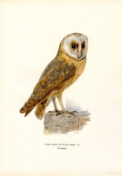 Kirkeugle (farve litho) af Magnus Ferdinand and Wilhelm von Wright