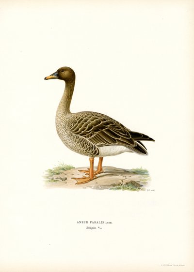 Bønnegås (farve litho) af Magnus Ferdinand and Wilhelm von Wright