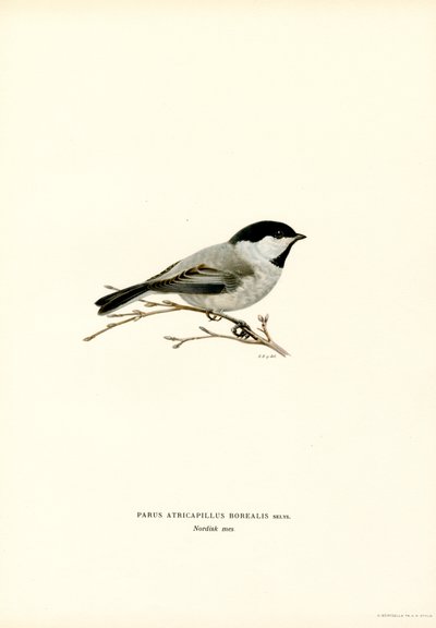 Black-capped Chickadee (farve litho) af Magnus Ferdinand and Wilhelm von Wright
