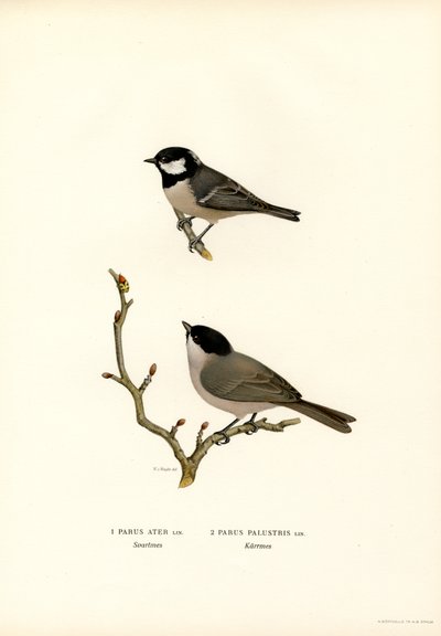 Sortkammemejse (farve litho) af Magnus Ferdinand and Wilhelm von Wright