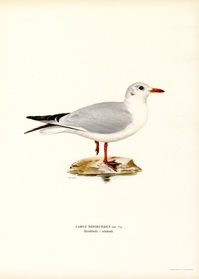Sorthovedet måge (farve litho) af Magnus Ferdinand and Wilhelm von Wright