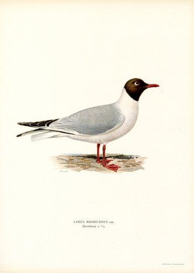 Sorthovedet måge (farve litho) af Magnus Ferdinand and Wilhelm von Wright