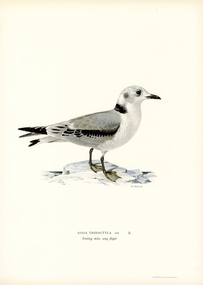 Sortbenet trivåge (farve litho) af Magnus Ferdinand and Wilhelm von Wright