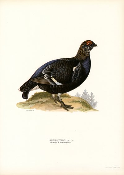 Rype (farve litho) af Magnus Ferdinand and Wilhelm von Wright