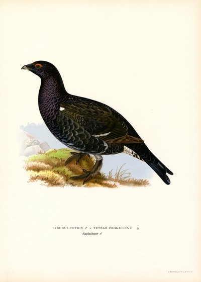 Rype, Western Capercaillie (farve litho) af Magnus Ferdinand and Wilhelm von Wright