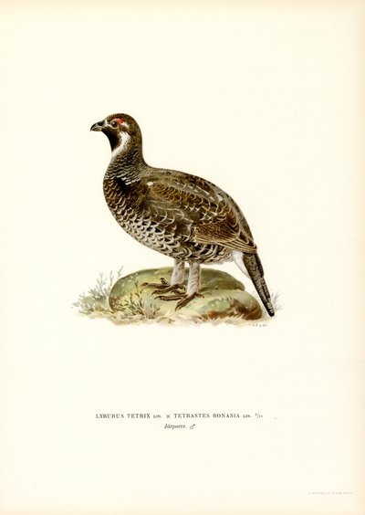 Grouse x Hazel Grouse (farve litho) af Magnus Ferdinand and Wilhelm von Wright