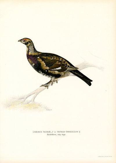 Rype x Western Capercaillie (farve litho) af Magnus Ferdinand and Wilhelm von Wright