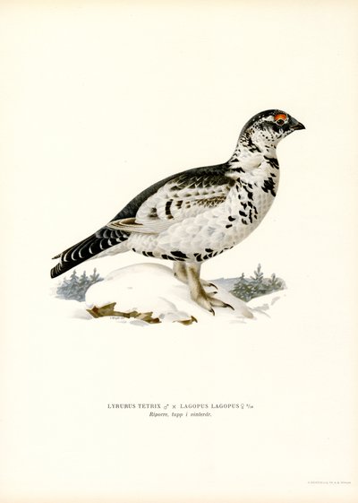 Grouse x Pilrype (farve litho) af Magnus Ferdinand and Wilhelm von Wright