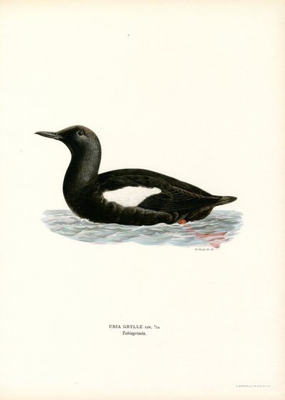 Sort lomvi (farve litho) af Magnus Ferdinand and Wilhelm von Wright
