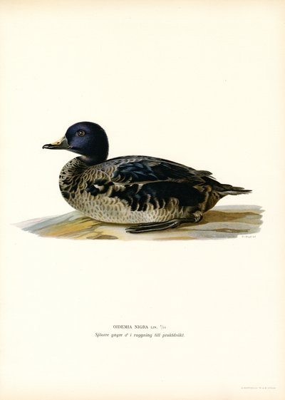Black Scoter (farve litho) af Magnus Ferdinand and Wilhelm von Wright
