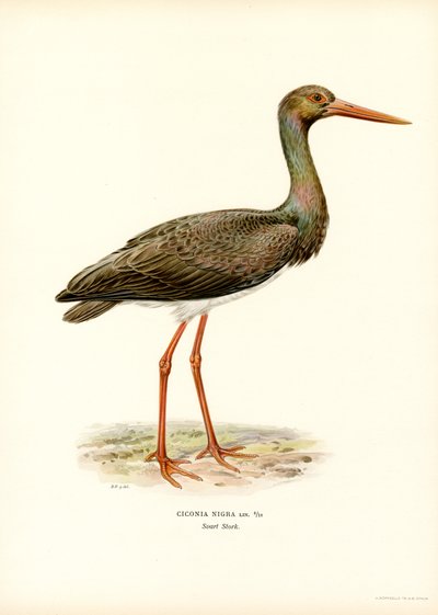 Sort stork (farve litho) af Magnus Ferdinand and Wilhelm von Wright