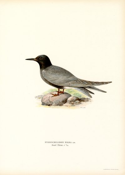Sort tern (farve litho) af Magnus Ferdinand and Wilhelm von Wright