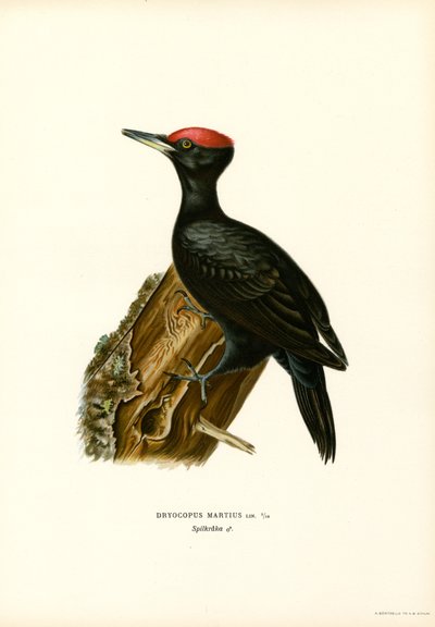 Sort spætte (farve litho) af Magnus Ferdinand and Wilhelm von Wright