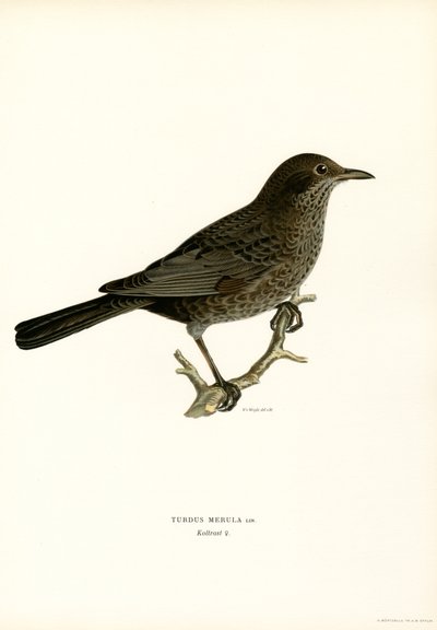 Blackbird (farve litho) af Magnus Ferdinand and Wilhelm von Wright